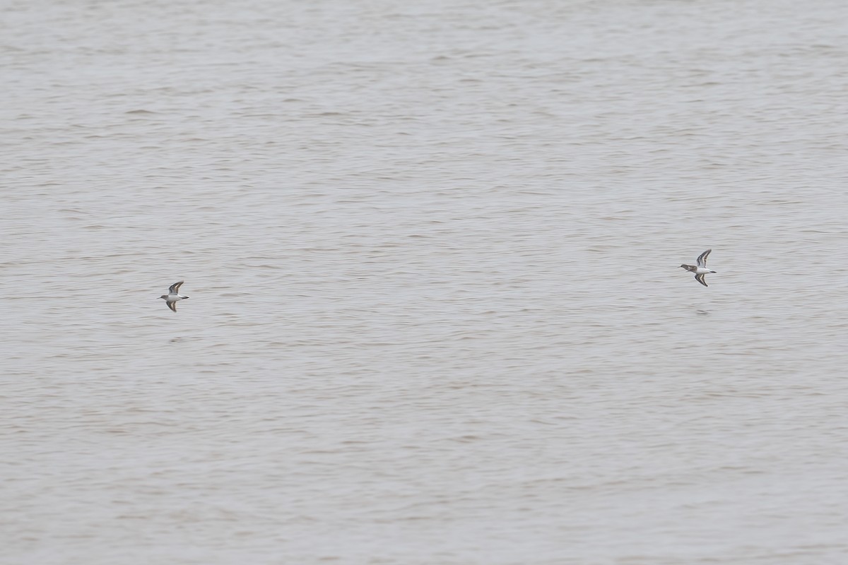 Common Sandpiper - ML619011634