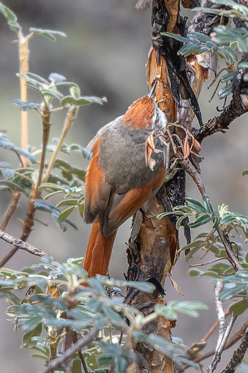 Line-cheeked Spinetail - ML619011637