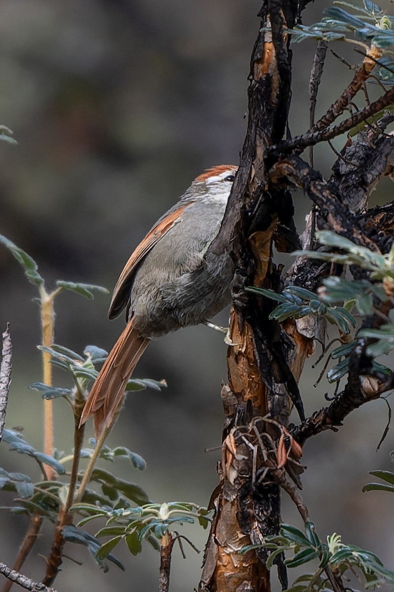 Line-cheeked Spinetail - ML619011638