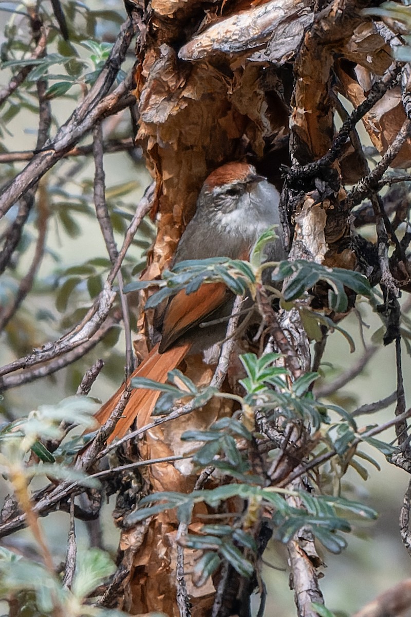Line-cheeked Spinetail - ML619011639