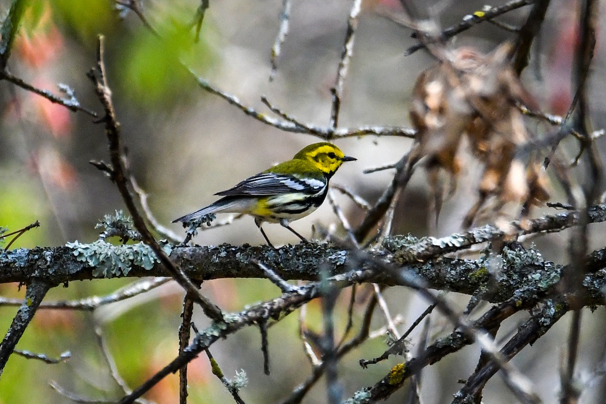 Black-throated Green Warbler - Dawn Gunderson