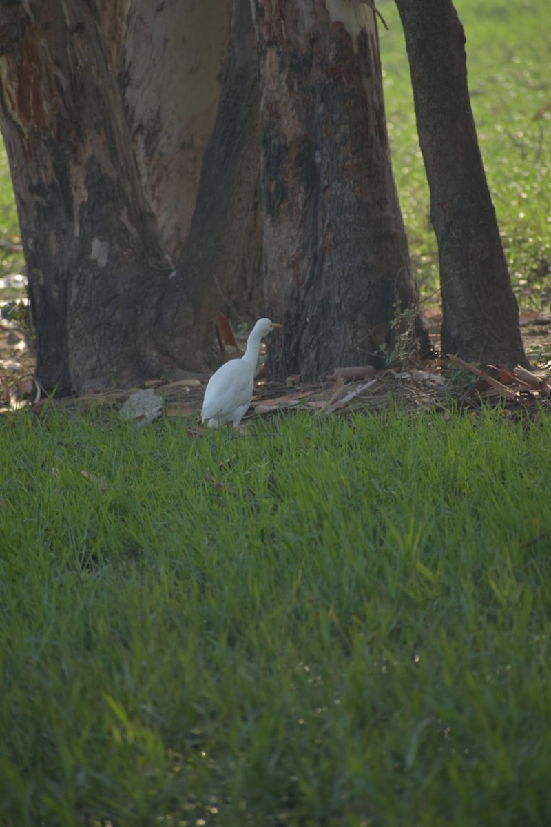 Eastern Cattle Egret - ML619011649