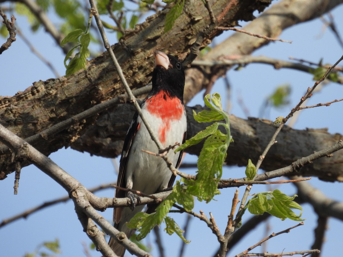 Rose-breasted Grosbeak - ML619011657