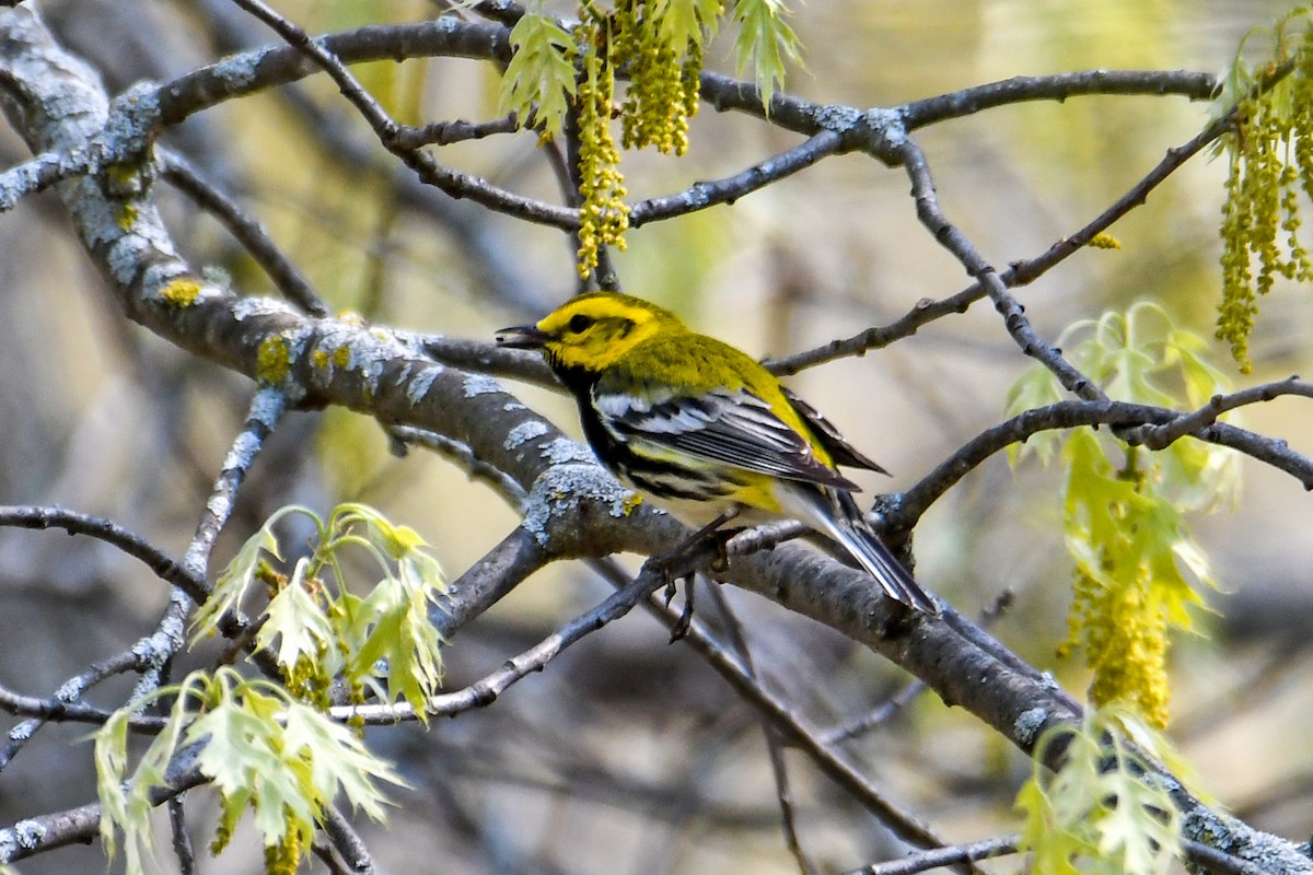 Black-throated Green Warbler - ML619011661