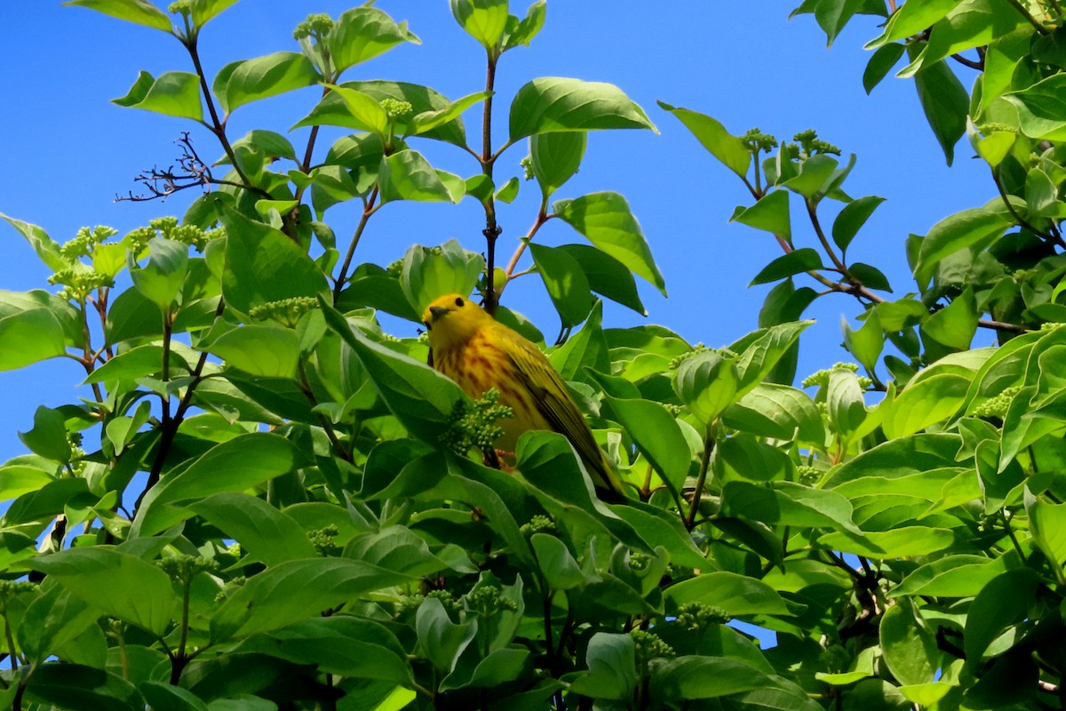 Yellow Warbler - Margaret Higbee