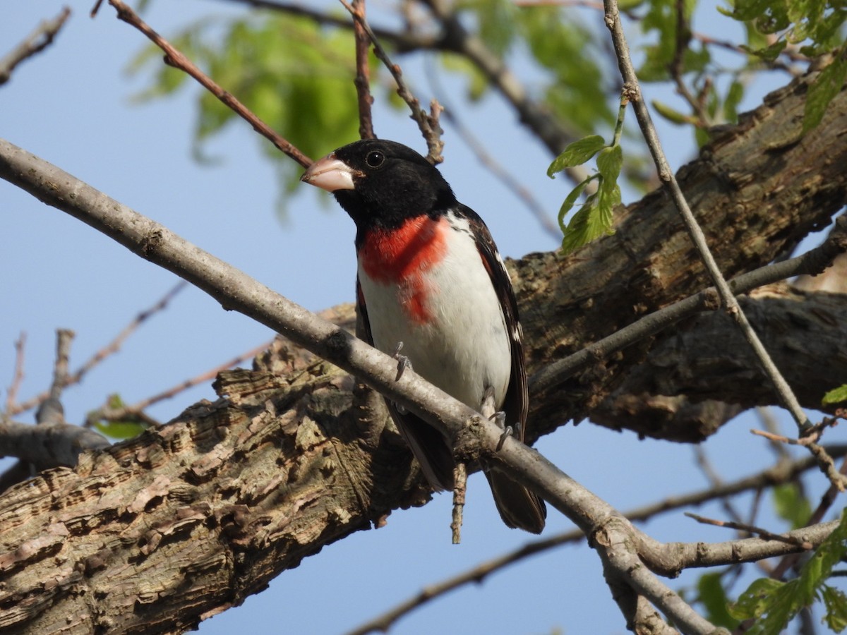 Rose-breasted Grosbeak - ML619011667