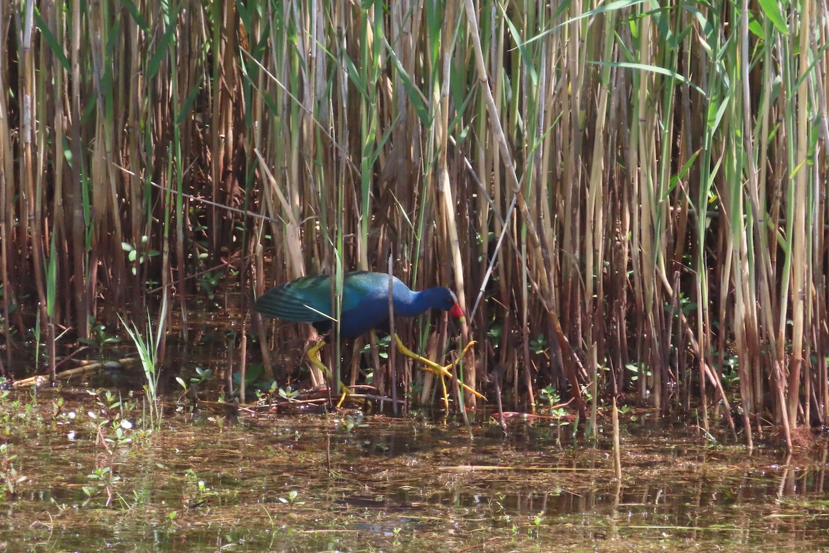 Purple Gallinule - DsE McEn