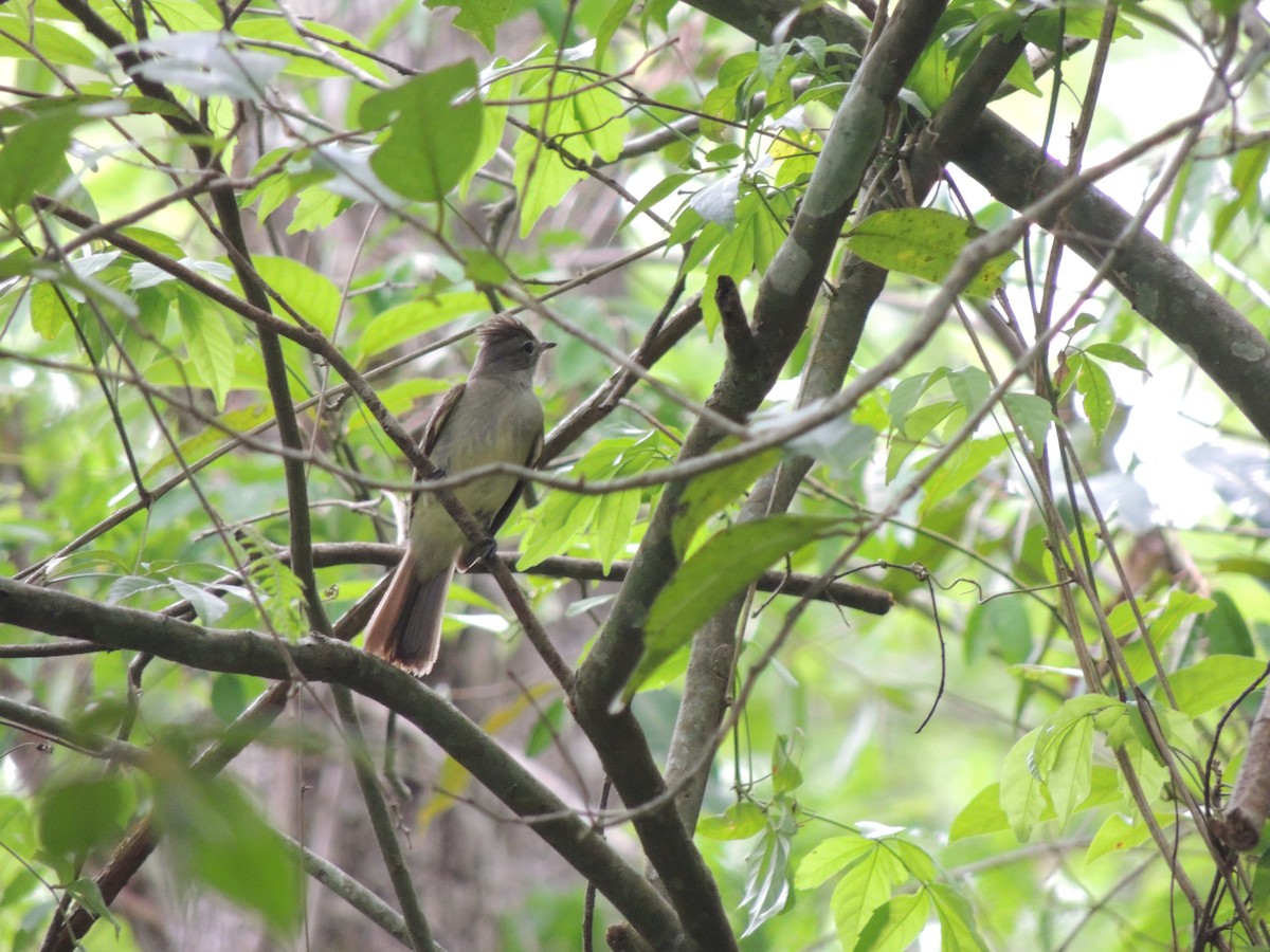 Yellow-bellied Elaenia - ML619011669