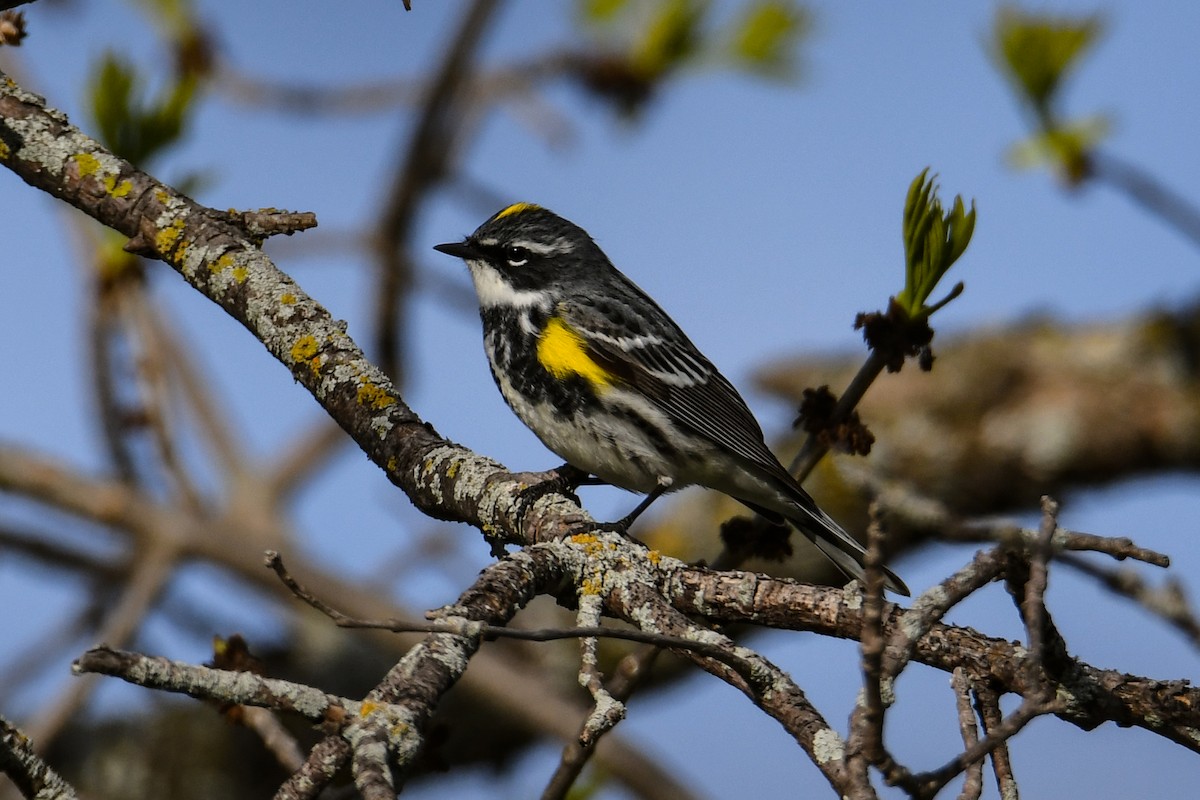 Yellow-rumped Warbler - ML619011673