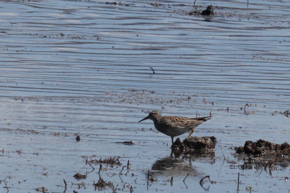 Pectoral Sandpiper - Gilbert Bouchard