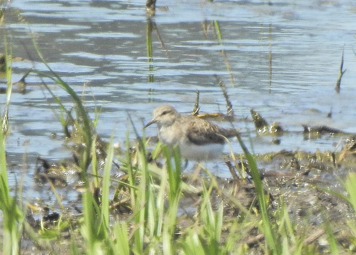 Temminck's Stint - ML619011707