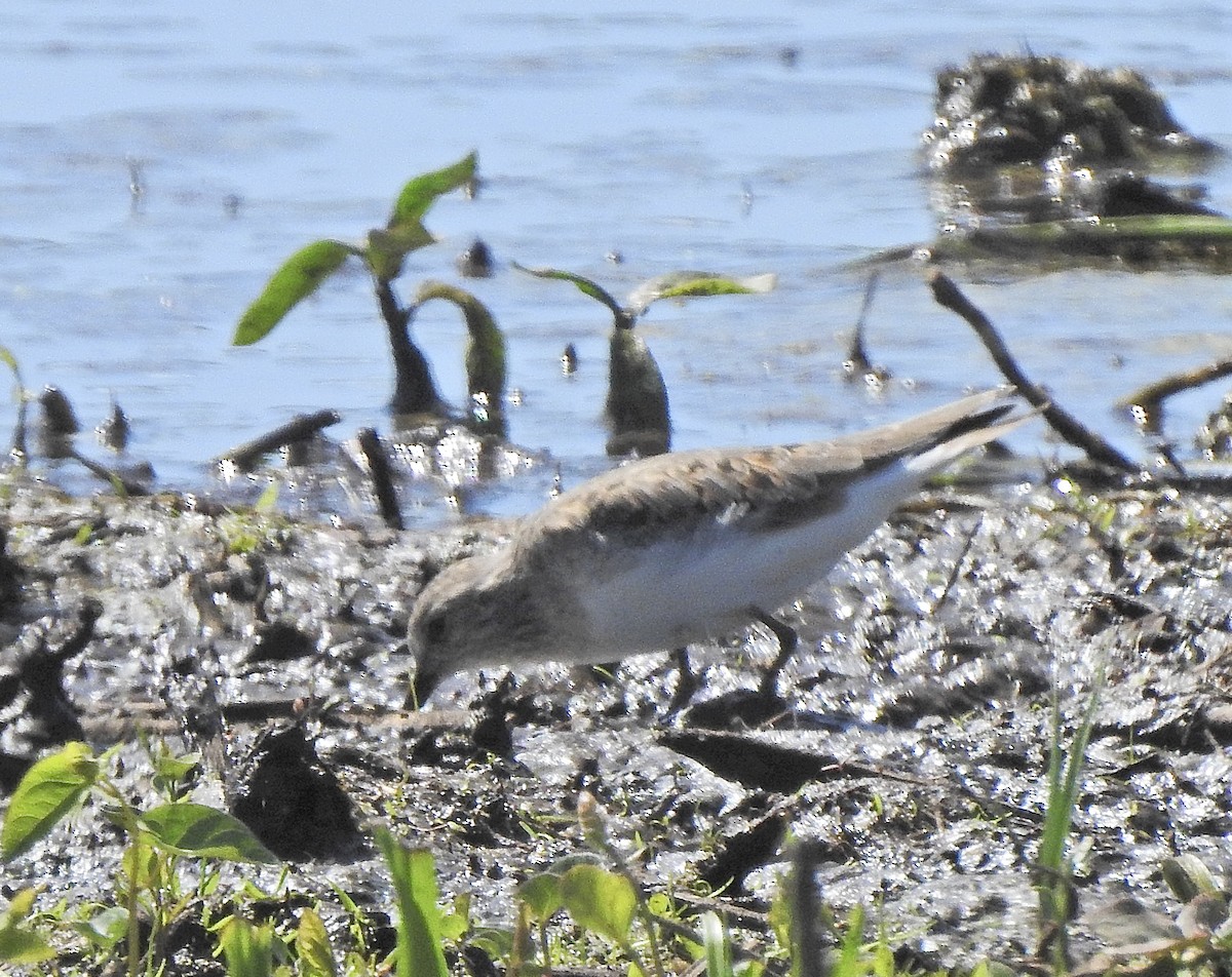 Temminck's Stint - Krista Kaptein