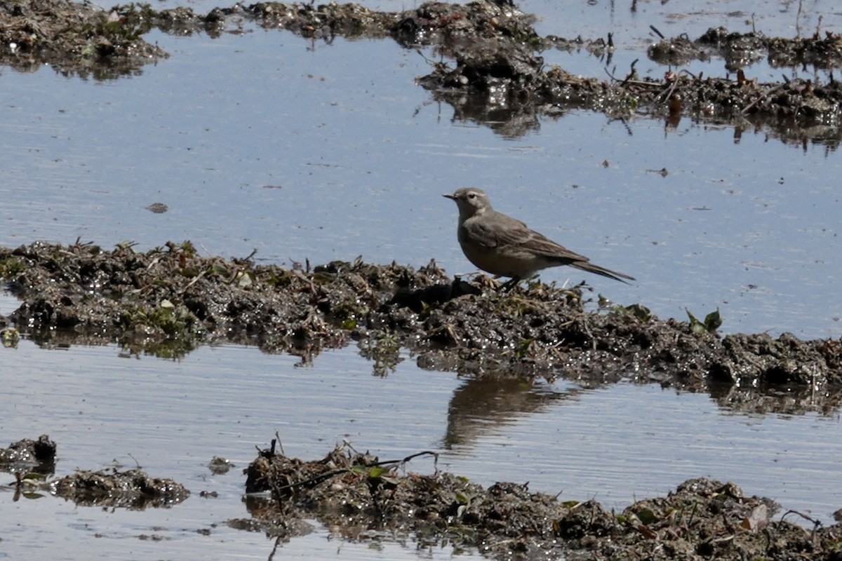 American Pipit - Gilbert Bouchard