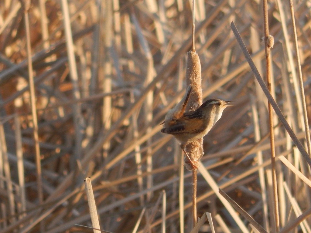 Marsh Wren (plesius Group) - ML619011718