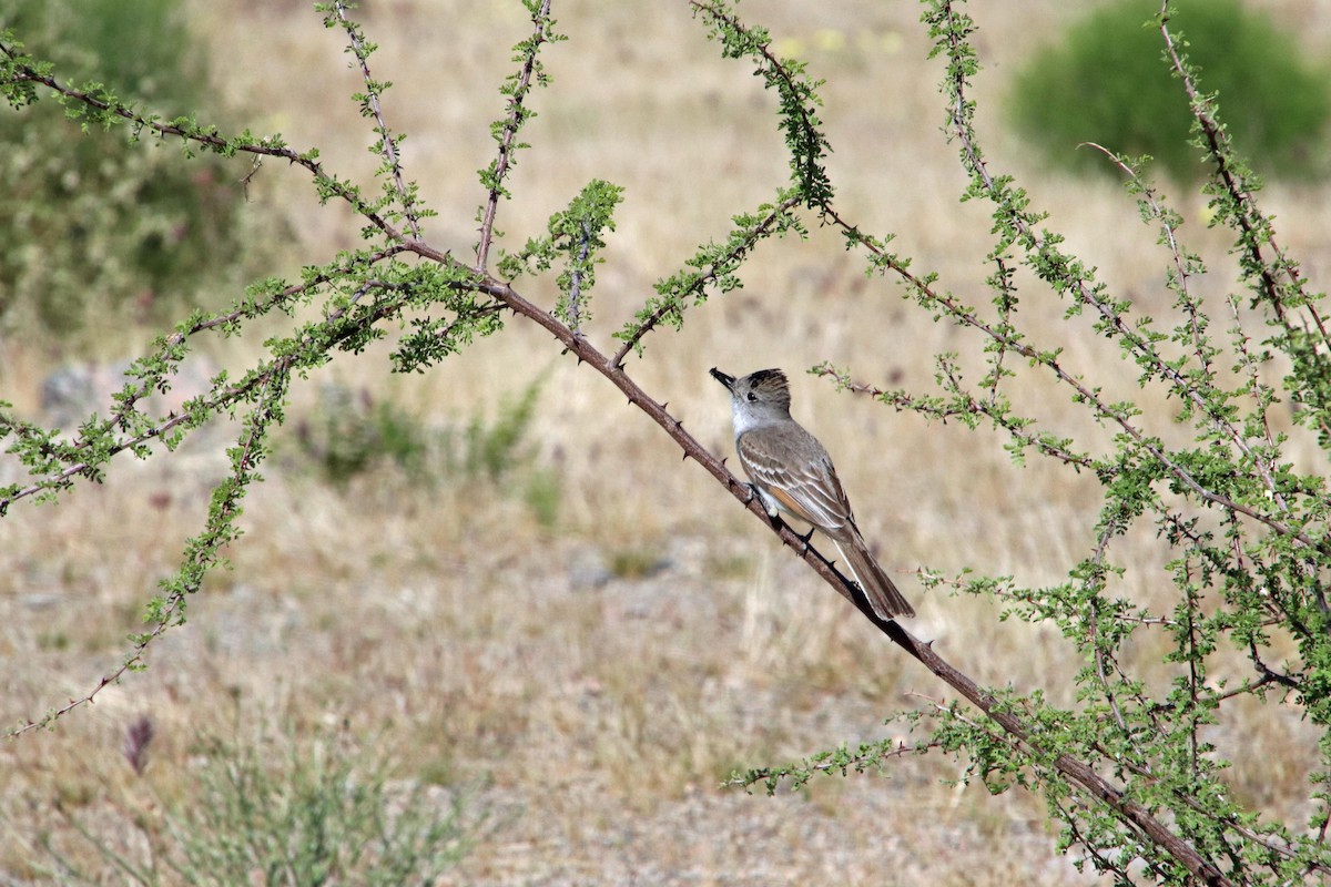 Ash-throated Flycatcher - ML619011730