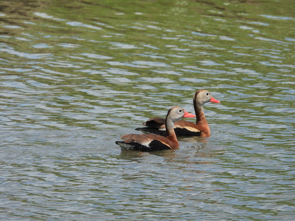 Dendrocygne à ventre noir - ML619011737