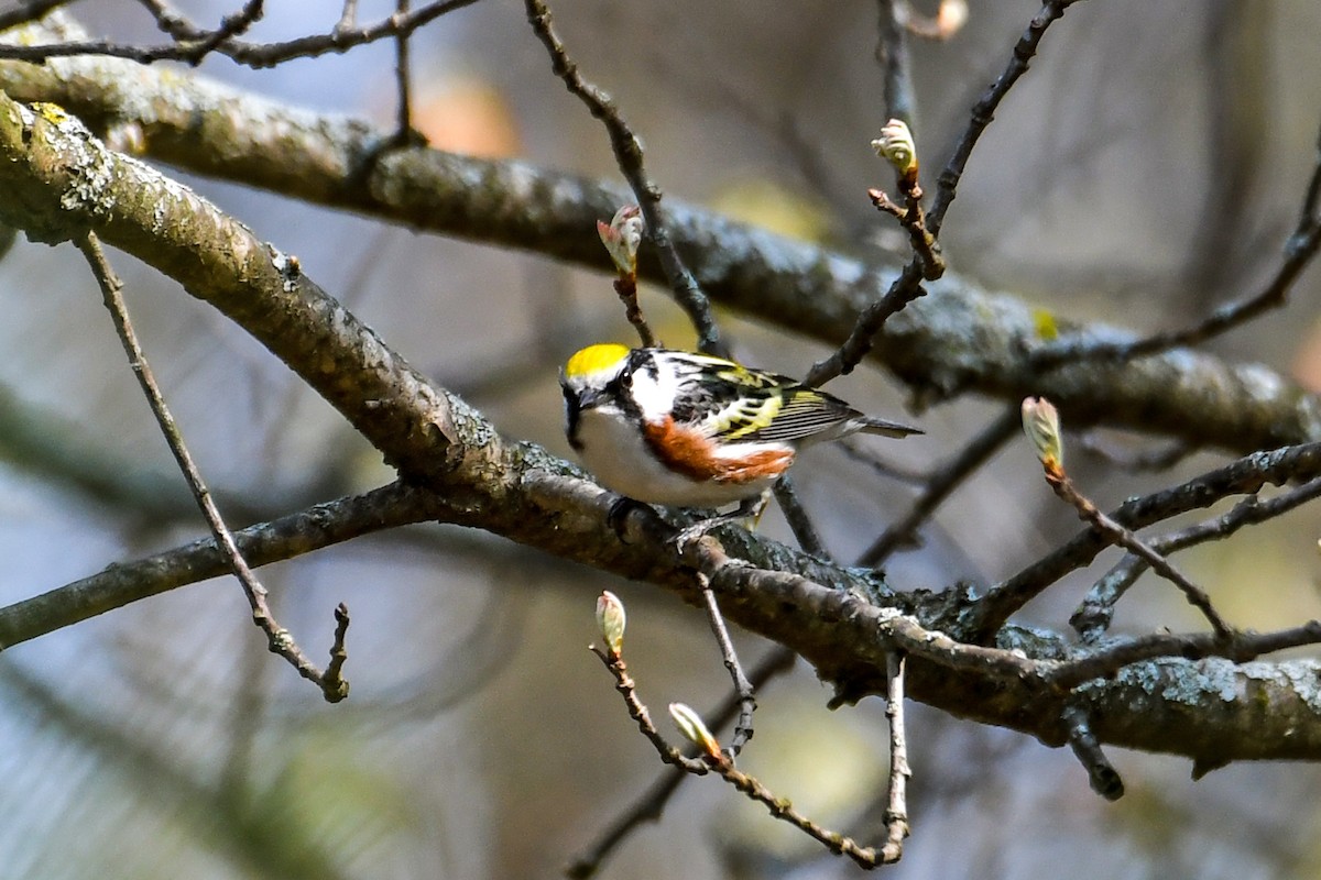 Chestnut-sided Warbler - ML619011738