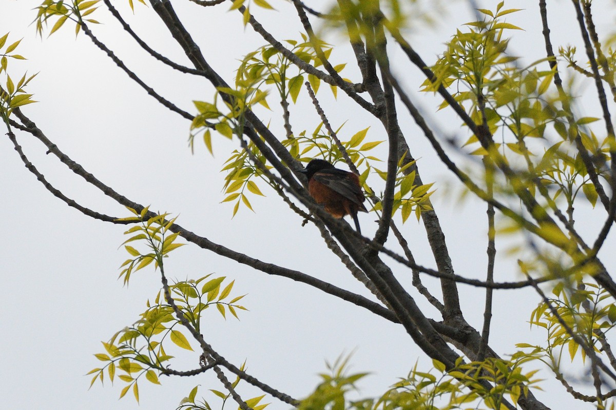 Orchard Oriole - Grace C