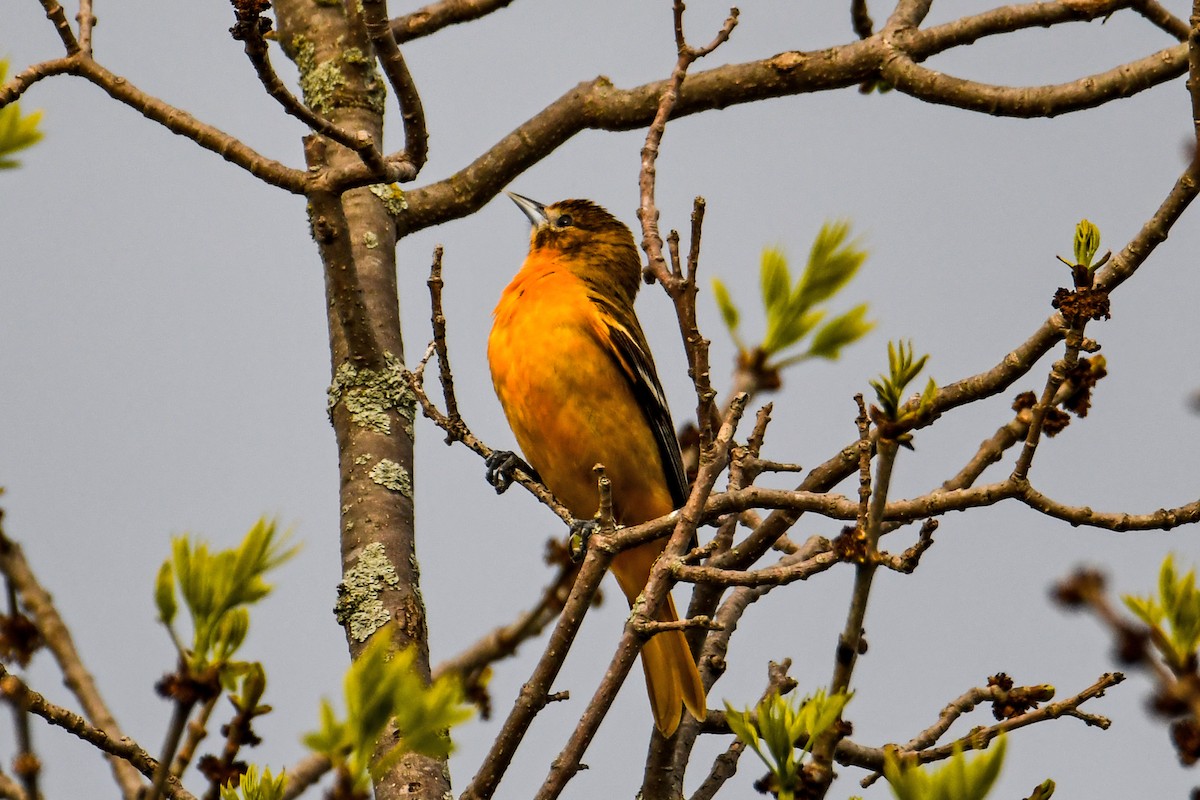 Baltimore Oriole - ML619011750