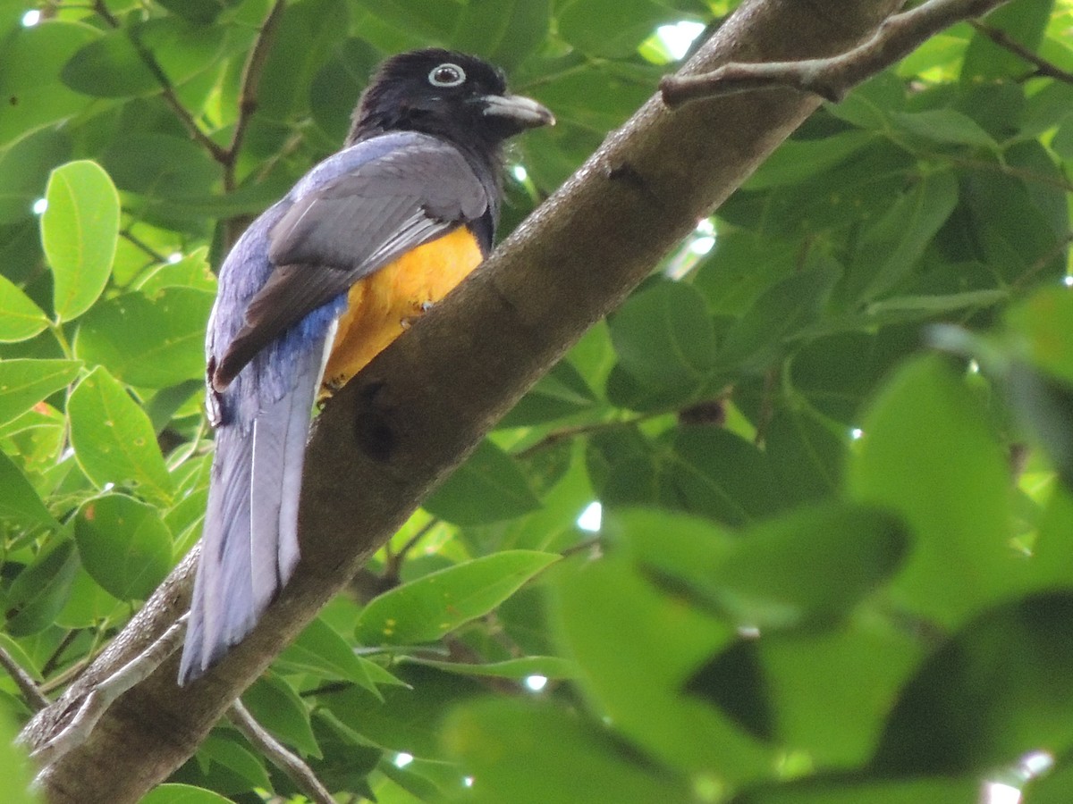 Green-backed Trogon - ML619011758
