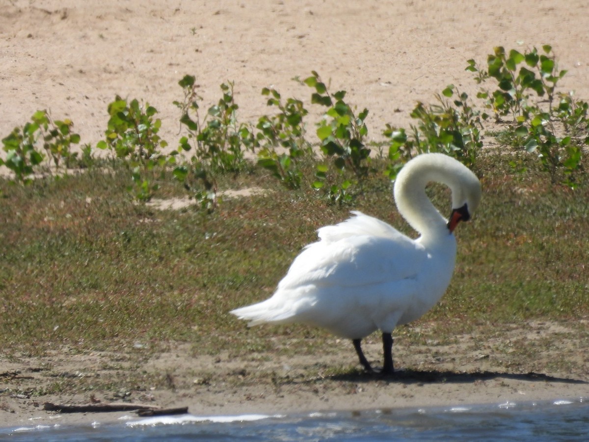 Mute Swan - ML619011759