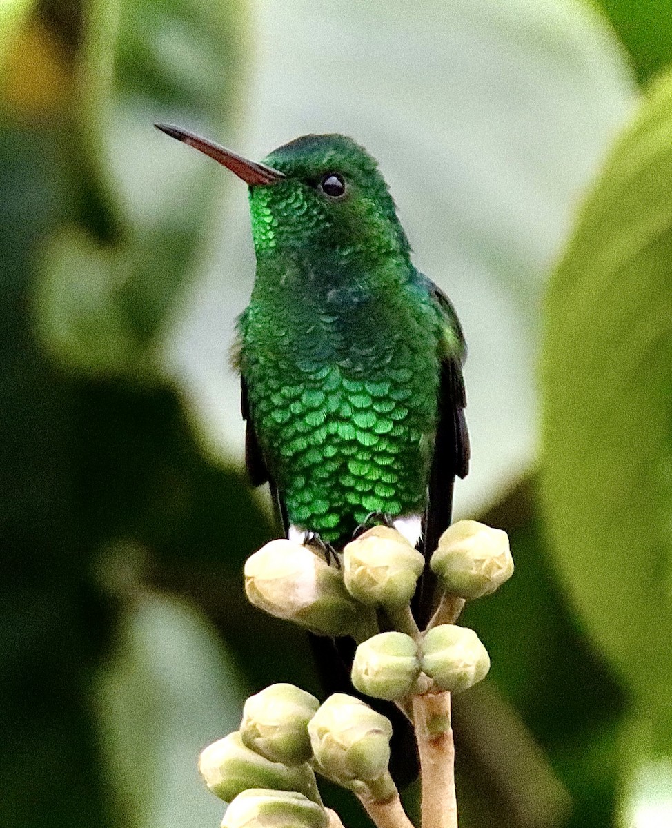 Steely-vented Hummingbird - Francisco Jaramillo