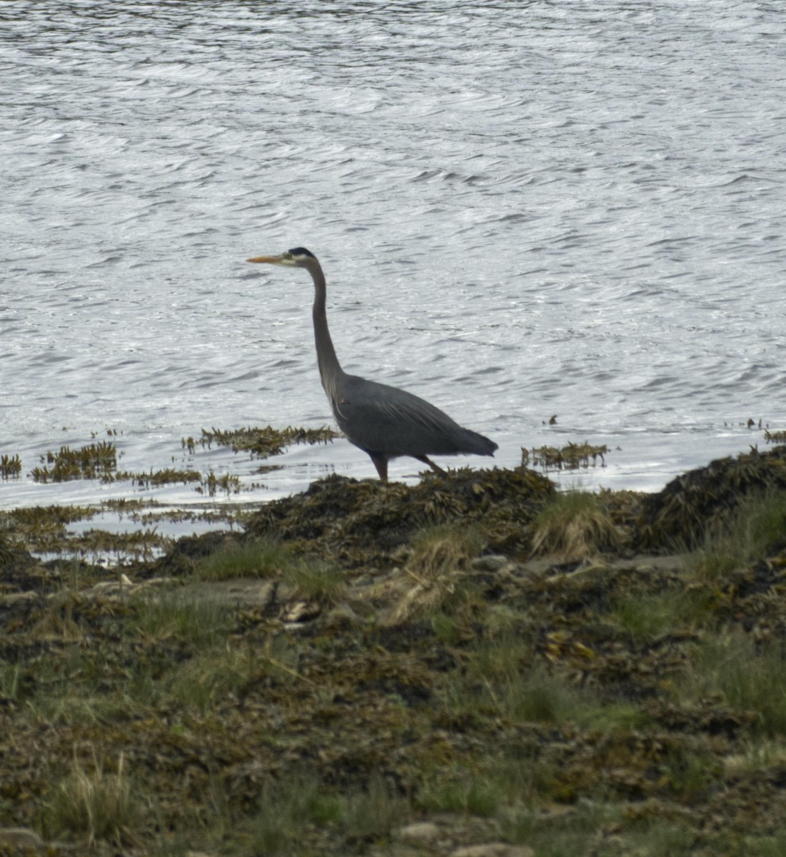 Great Blue Heron - ML619011781