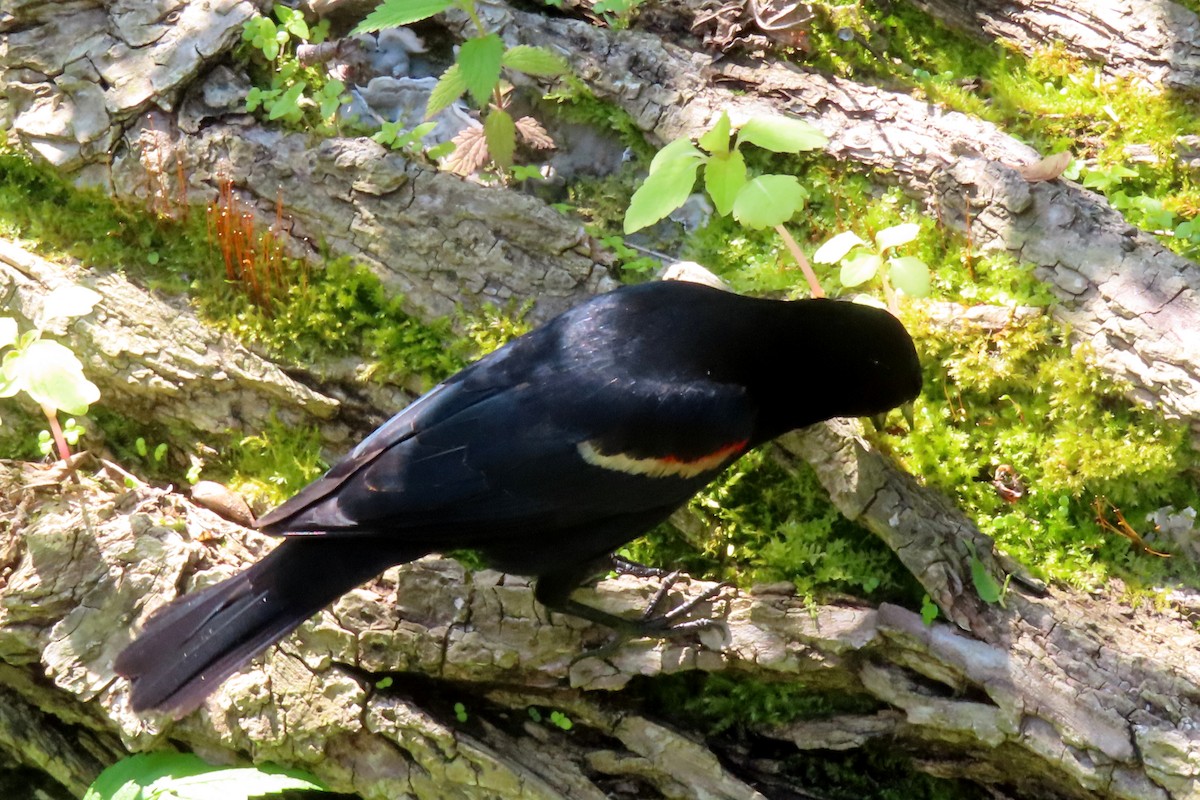 Red-winged Blackbird - Margaret Higbee