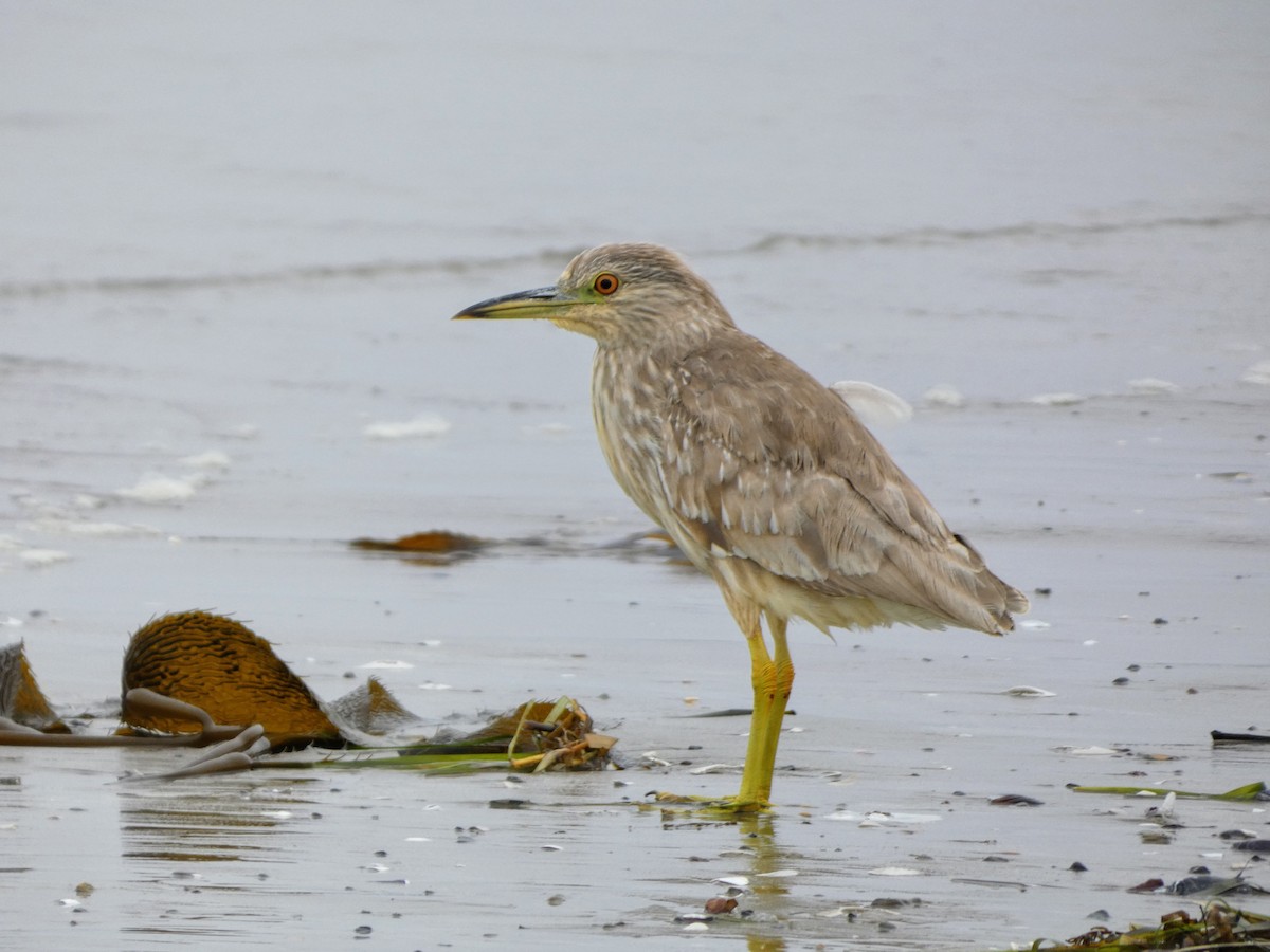 Black-crowned Night Heron - ML619011788