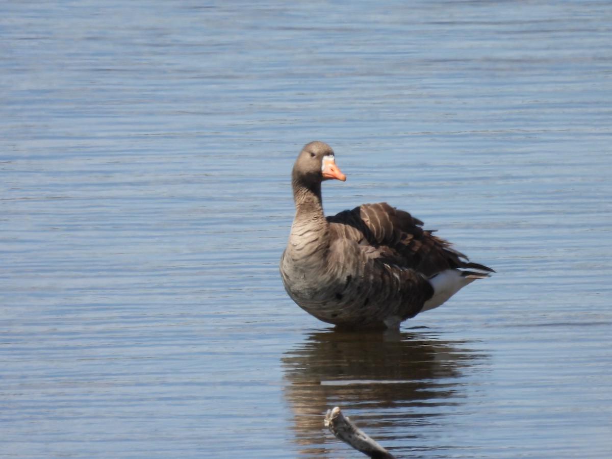 Greater White-fronted Goose - ML619011793