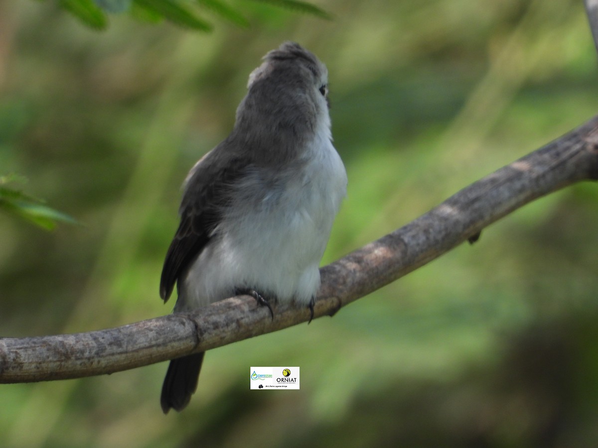 White-headed Marsh Tyrant - Pablo Cesar Lagares Ortega