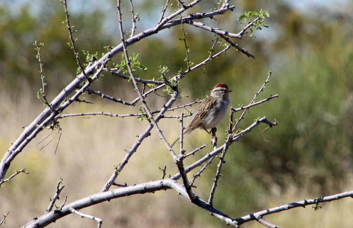 Chipping Sparrow - ML619011811