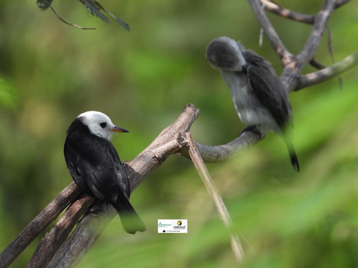 White-headed Marsh Tyrant - Pablo Cesar Lagares Ortega