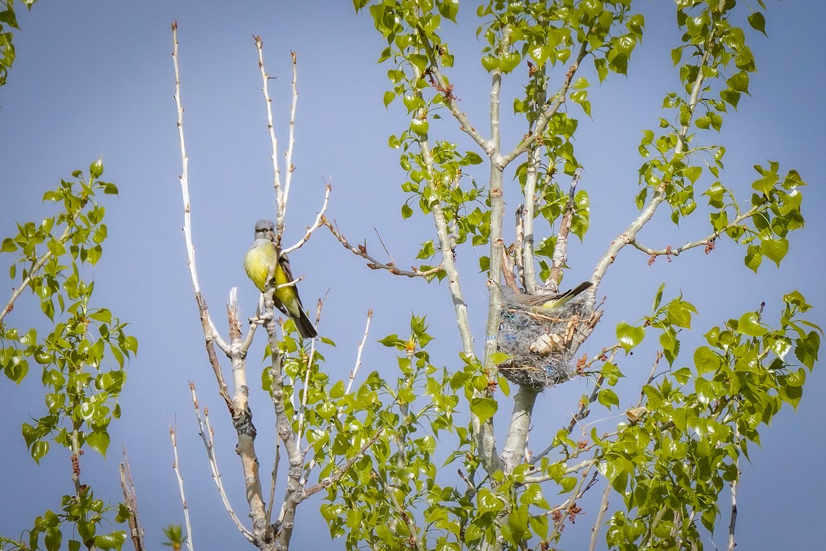 Western Kingbird - Laura Sheets