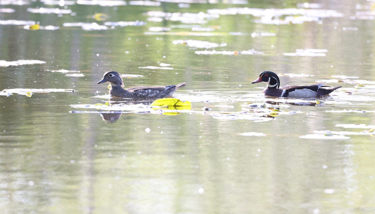 Wood Duck - ML619011853