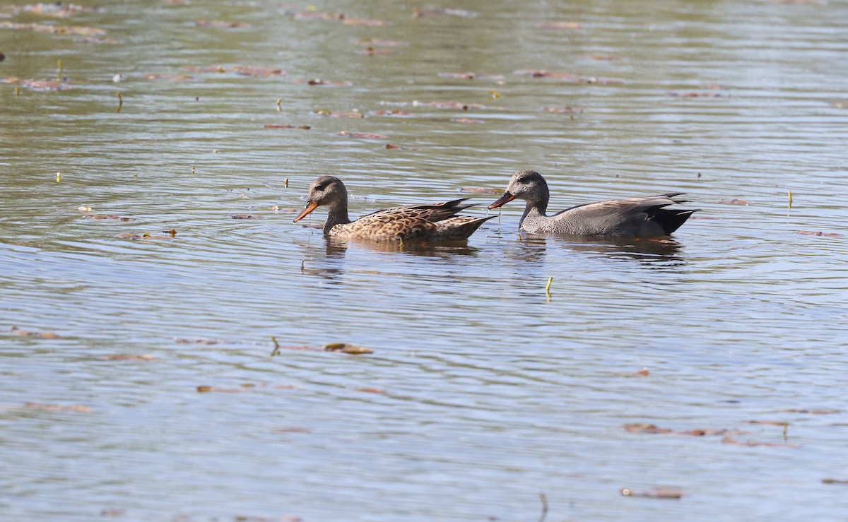 Gadwall - ML619011859