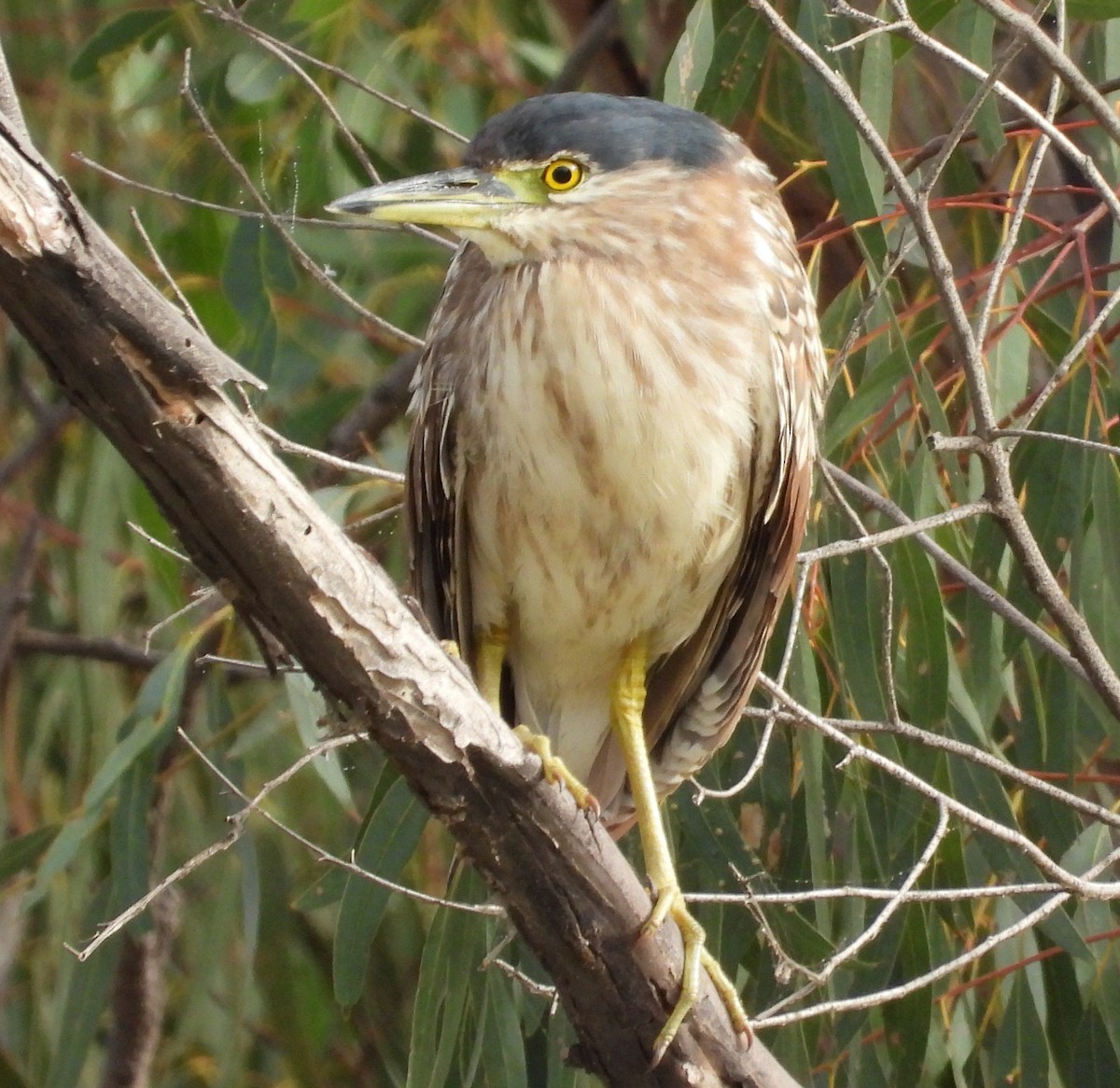 Nankeen Night Heron - ML619011864