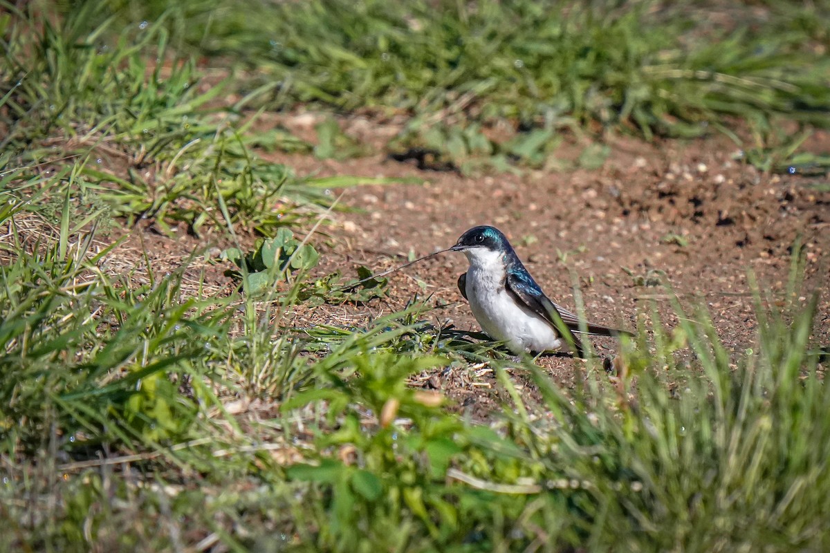 Tree Swallow - Laura Sheets