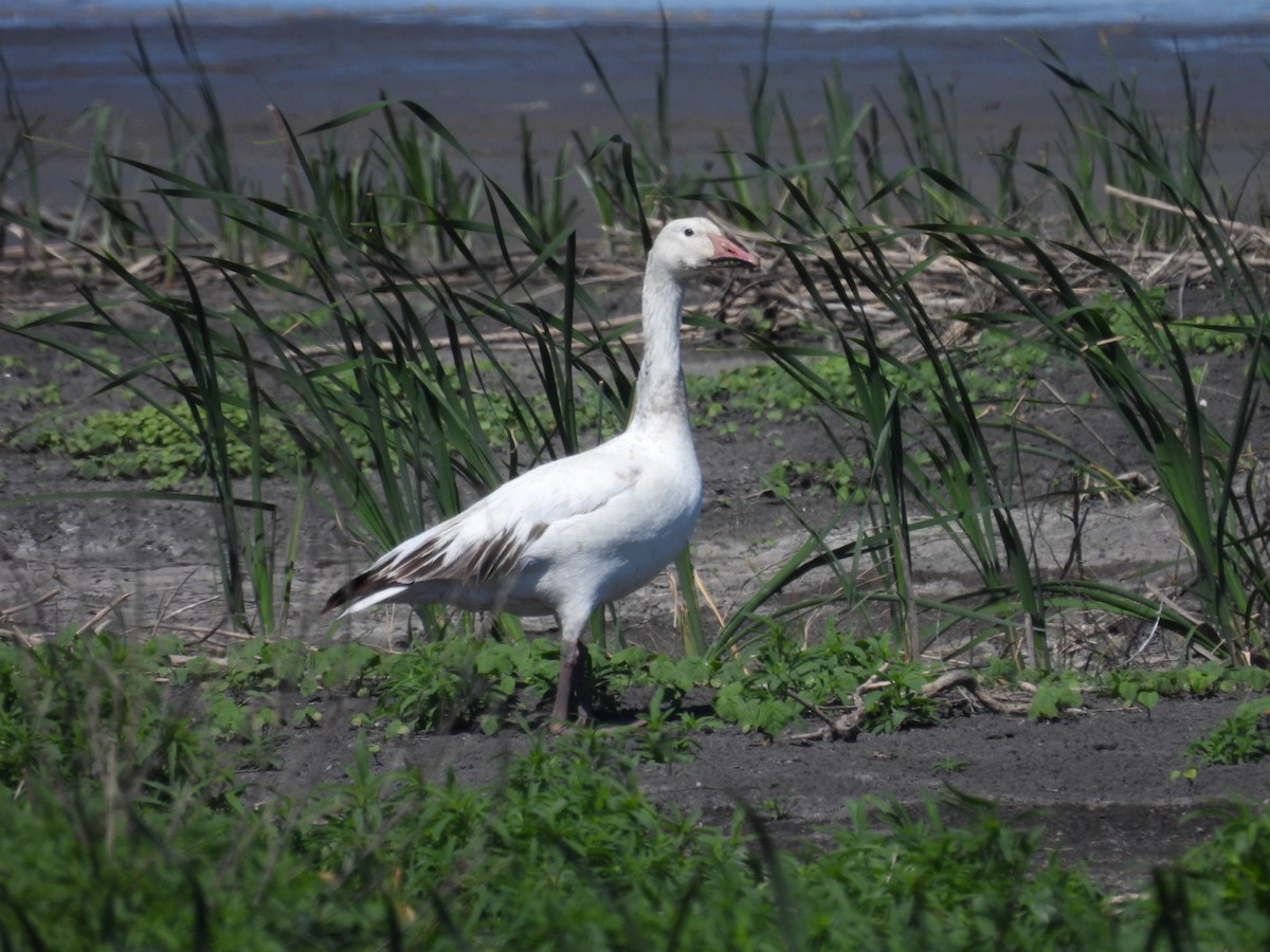 Snow Goose - ML619011876