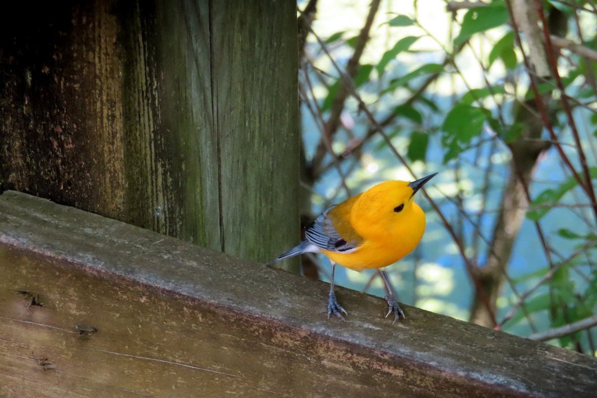 Prothonotary Warbler - Margaret Higbee