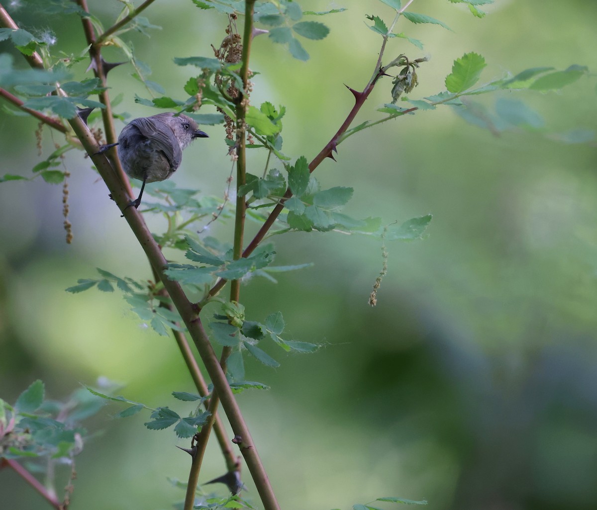 Bushtit - ML619011879