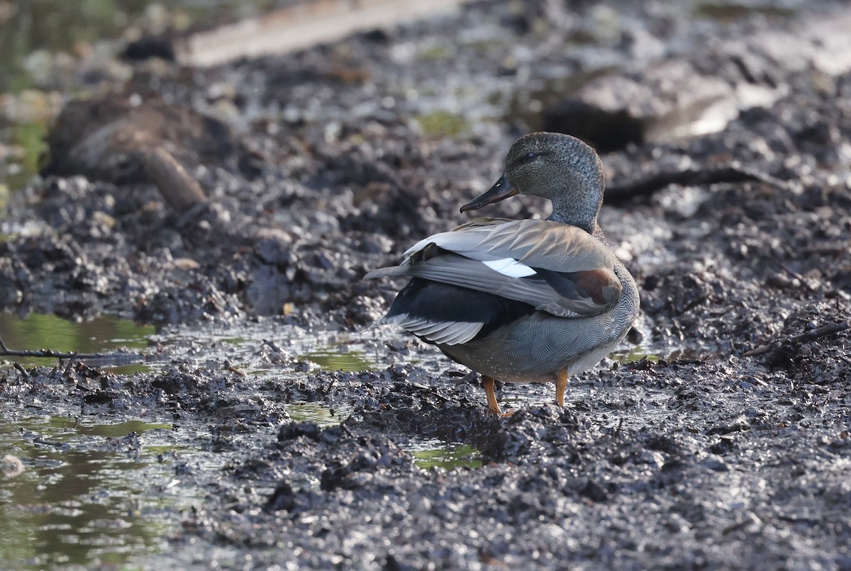 Gadwall - ML619011882