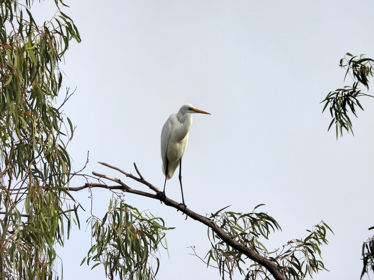 Great Egret - ML619011887