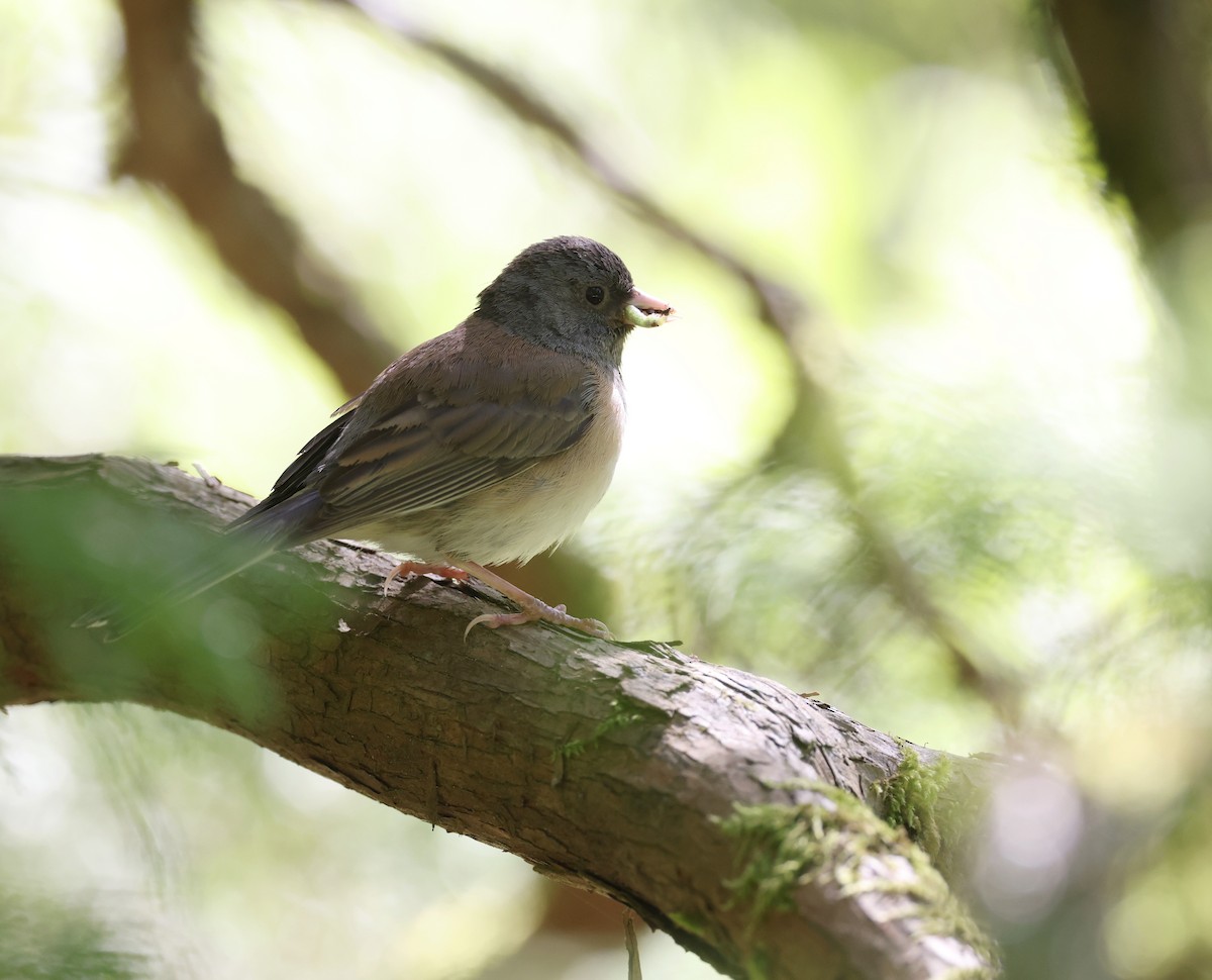 Dark-eyed Junco - Andy Gee