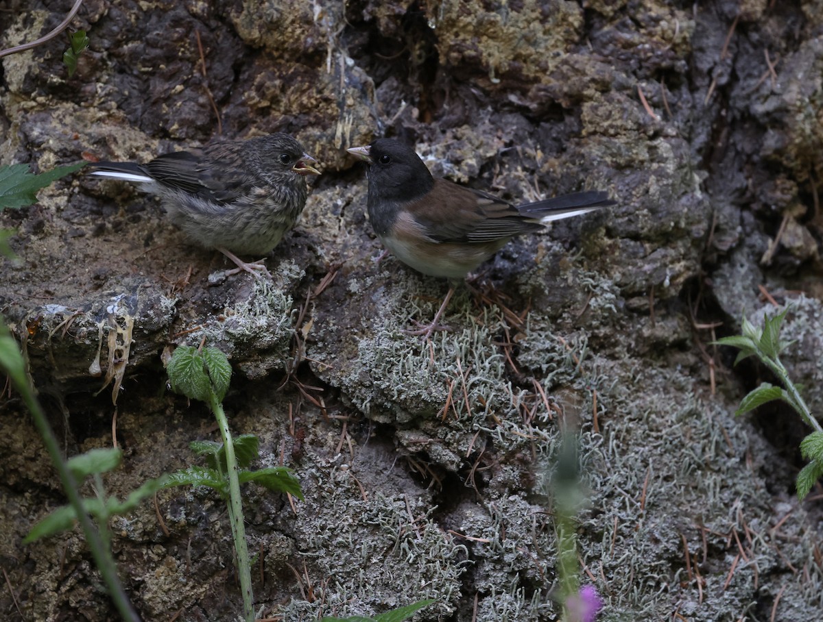 Junco Ojioscuro - ML619011893