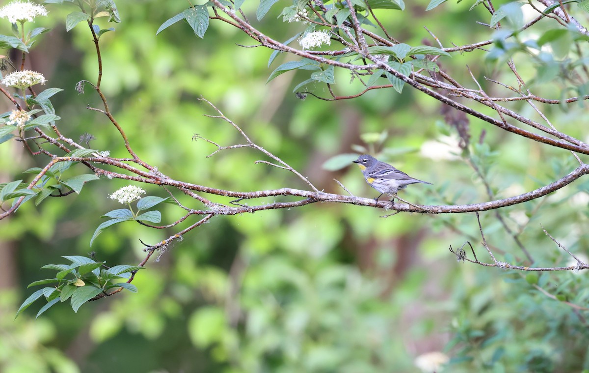 Yellow-rumped Warbler - ML619011896