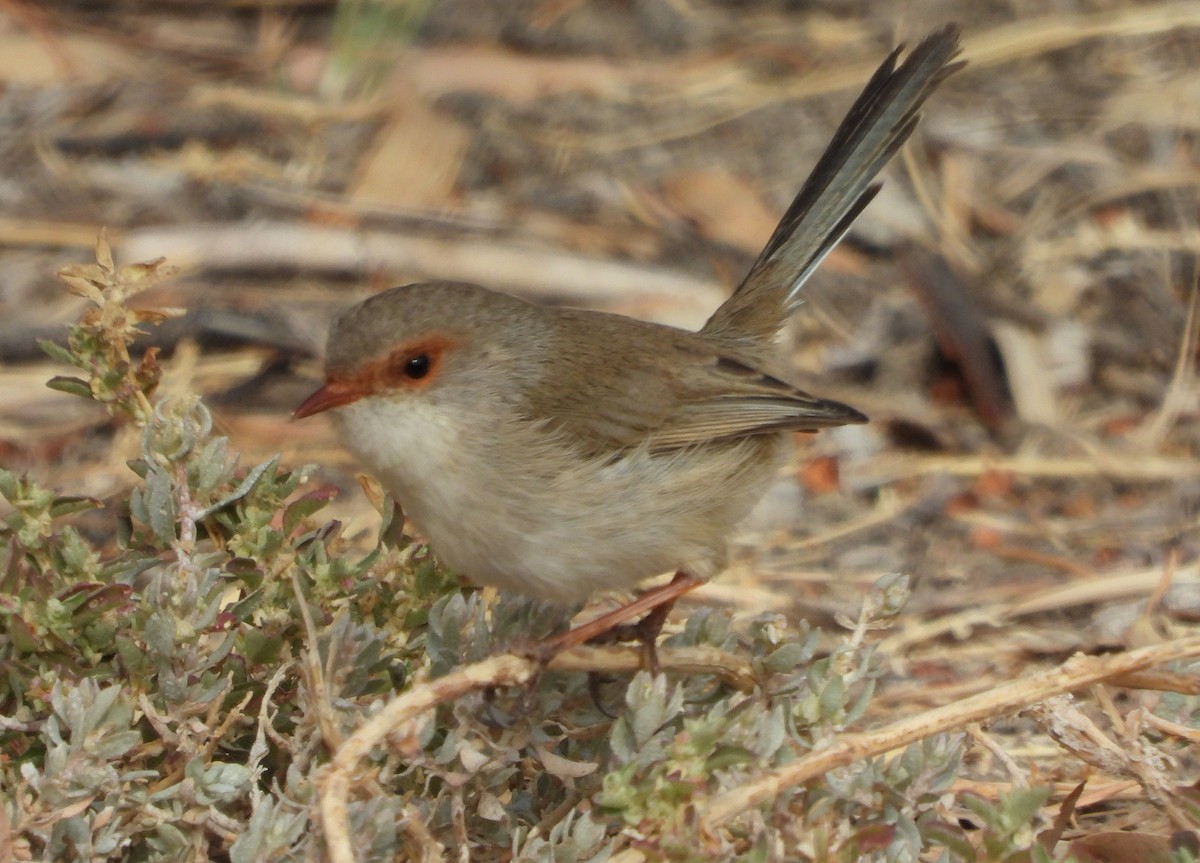 Superb Fairywren - ML619011901