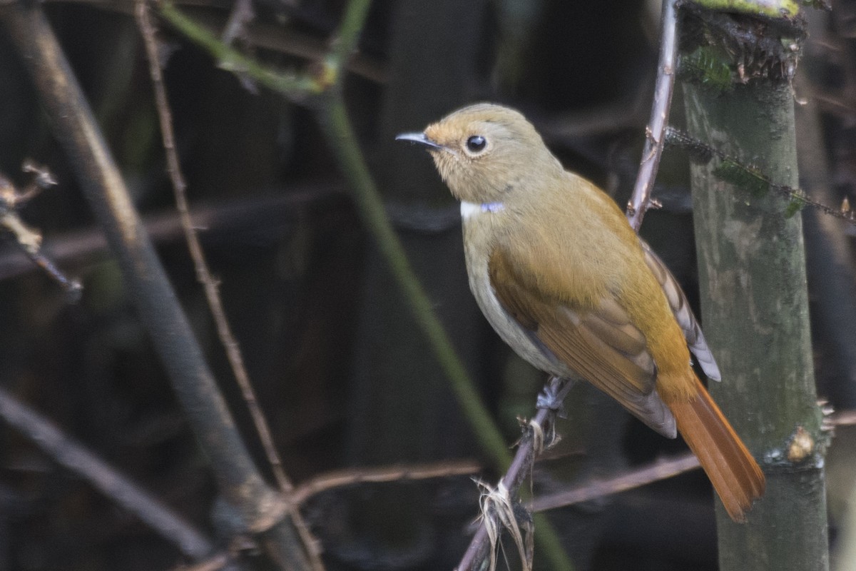 Rufous-bellied Niltava - SOVON PARBAT