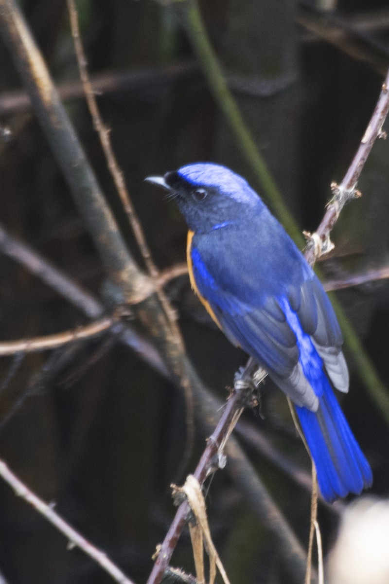 Rufous-bellied Niltava - SOVON PARBAT