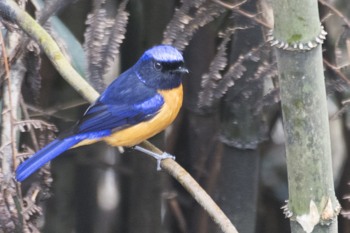 Rufous-bellied Niltava - SOVON PARBAT